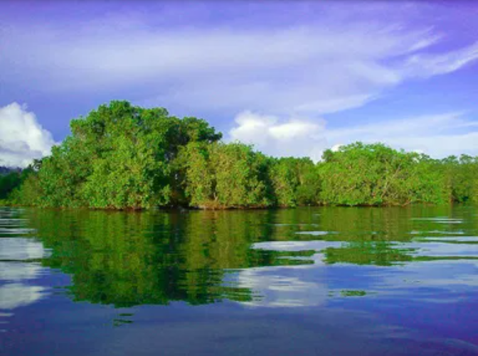 Mangrove Forests