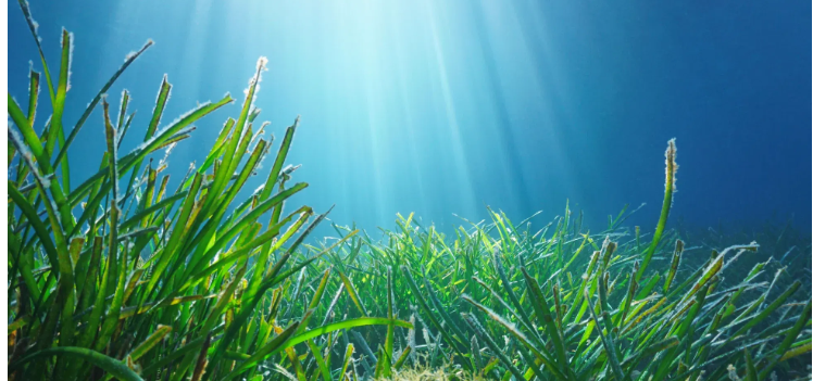 SEAGRASS